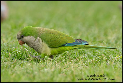 Monk Parakeet (Myiopsitta monachus)