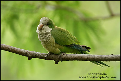 Monk Parakeet (Myiopsitta monachus)