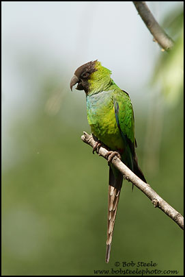 Nanday Parakeet (Nandayus nenday)