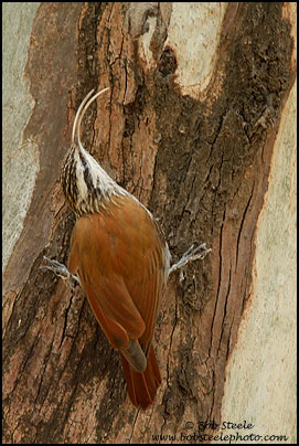 Narrow-billed Woodcreeper (Lepidocolaptes angustirostris)