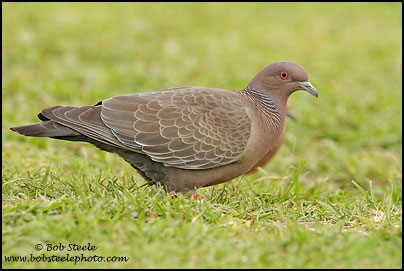 Picazuro Pigeon (Patagioenas picazuro)