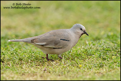 Picui Ground-Dove (Columbina picui)