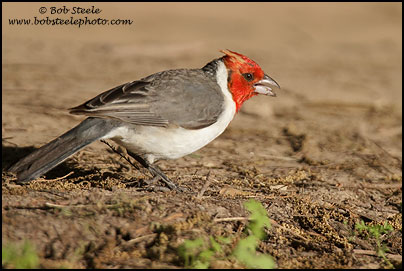 Red-crested Cardinal (Paroaria coronata)