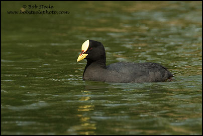 Red-gartered Coot (Fulica armillata)