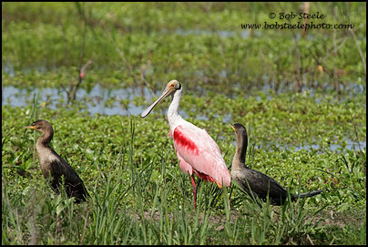 Roseate Spoonbill (Platalea ajaja)