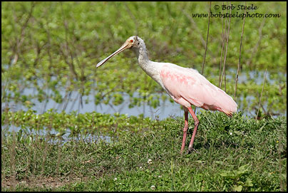 Roseate Spoonbill (Platalea ajaja)