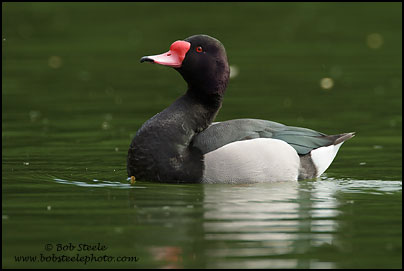 Rosy-billed Pochard (Netta peposaca)