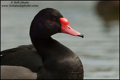 Rosy-billed Pochard (Netta peposaca)
