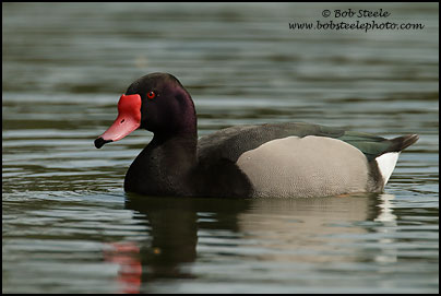 Rosy-billed Pochard (Netta peposaca)