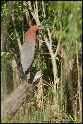 Rufescent Tiger-Heron (Tigrisoma lineatum)