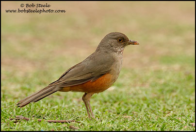 Rufous-bellied Thrush (Turdus rufiventris)