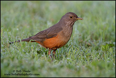 Rufous-bellied Thrush (Turdus rufiventris)