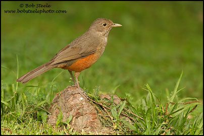 Rufous-bellied Thrush (Turdus rufiventris)