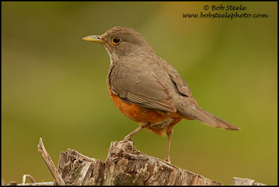 Rufous-bellied Thrush (Turdus rufiventris)