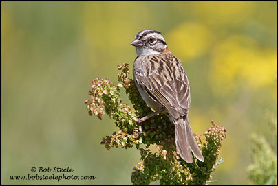 Rufous-collared Sparrow (Zonotrichia capensis)