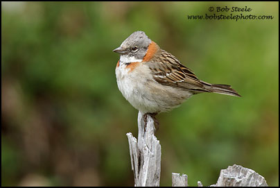 Rufous-collared Sparrow (Zonotrichia capensis)