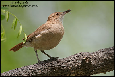 Rufous Hornero (Furnarius rufus)