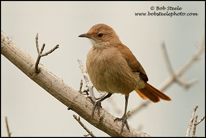 Rufous Hornero (Furnarius rufus)