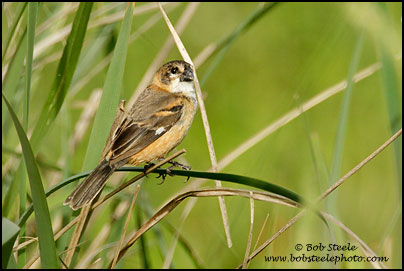 Rusty-collared Seedeater (Sporophila collaris)