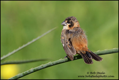 Rusty-collared Seedeater (Sporophila collaris)