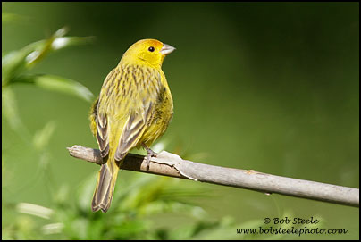 Saffron Finch (Sicalis flaveola)