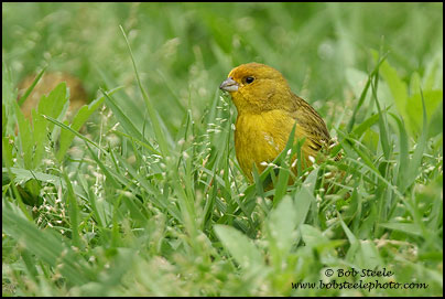 Saffron Finch (Sicalis flaveola)