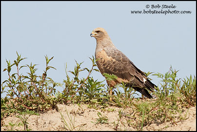 Savanna Hawk (Buteogallus meridionalis)