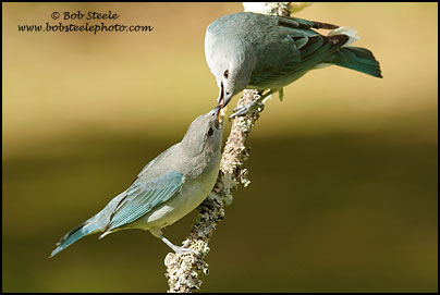 Sayaca Tanager (Thraupis sayaca)