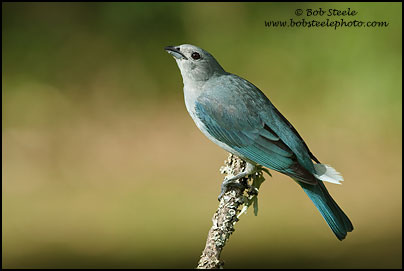 Sayaca Tanager (Thraupis sayaca)