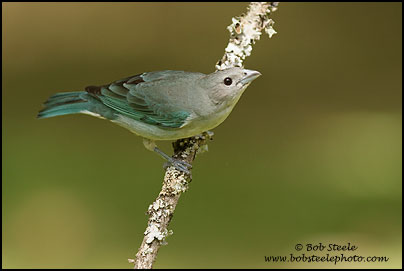 Sayaca Tanager (Thraupis sayaca)