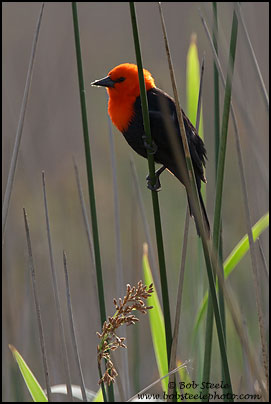 Scarlet-headed Blackbird (Amblyramphus holosericeus)