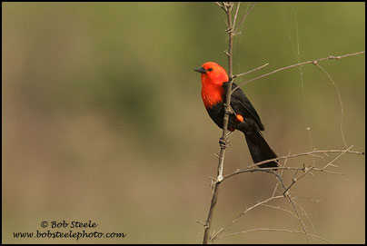 Scarlet-headed Blackbird (Amblyramphus holosericeus)