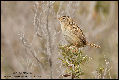 Sedge Wren (Cistothorus platensis)