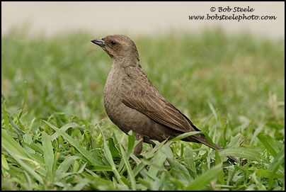 Shiny Cowbird (Molothrus bonariensis)