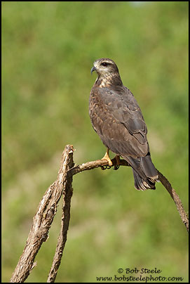 Snail Kite (Rostrhamus sociabilis)