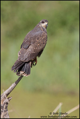 Snail Kite (Rostrhamus sociabilis)