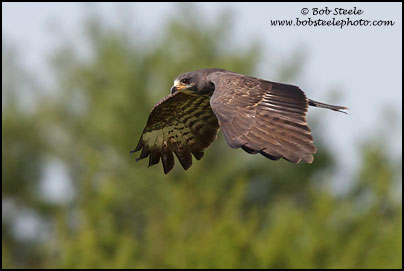 Snail Kite (Rostrhamus sociabilis)