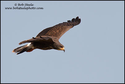 Snail Kite (Rostrhamus sociabilis)