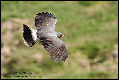 Snail Kite (Rostrhamus sociabilis)