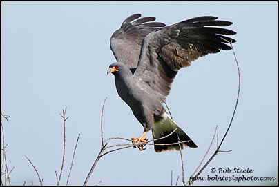 Snail Kite (Rostrhamus sociabilis)