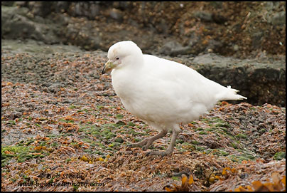 Snowy Sheathbill (Chionis albus)