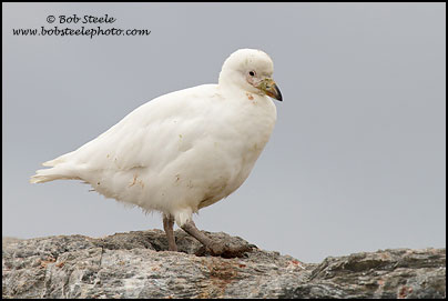 Snowy Sheathbill (Chionis albus)