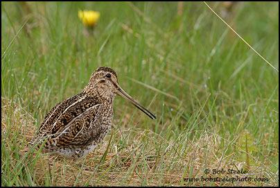 South American Snipe (Gallinago paraguaiae)