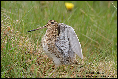 South American Snipe (Gallinago paraguaiae)