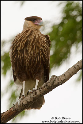 Southern Caracara (Caracara plancus)