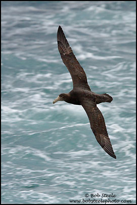 Southern Giant-Petrel (Macronectes giganteus)