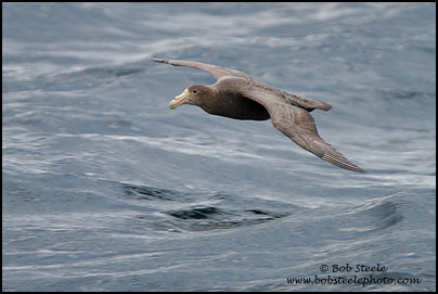 Southern Giant-Petrel (Macronectes giganteus)