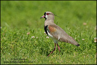 Southern Lapwing (Vanellus chilensis)