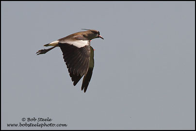 Southern Lapwing (Vanellus chilensis)