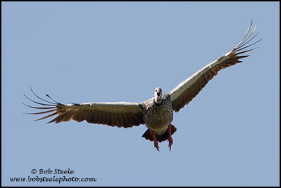 Southern Screamer (Chauna torquata)